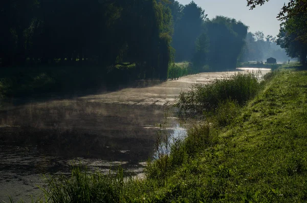 Quercia in piena luce solare in campagna. Nebbia spessa vicino al lago locale — Foto Stock