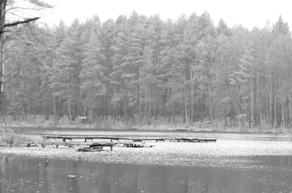 Vinter vy över sjön med tunn blå is till motsatta stranden. torra gamla stjälkar av gräs och vass på bank, mörk blå och gröna Barr träd, nakna blad träd. Svartvitt foto. — Stockfoto