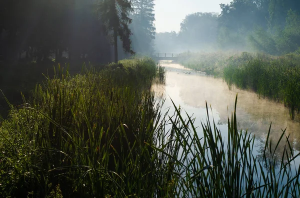 Ochtend op de rivier vroeg in de ochtend rieten mist en water oppervlak op de rivier — Stockfoto