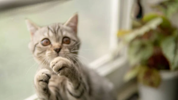 Krásná Skotská Skládací Kočka Rostlinou Blízkosti Okna — Stock fotografie