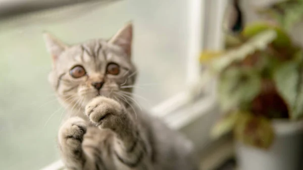 Heerlijke Schotse Vouw Kat Met Plant Buurt Venster — Stockfoto