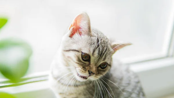 Lovable Escocês Dobra Gato Com Planta Perto Janela — Fotografia de Stock