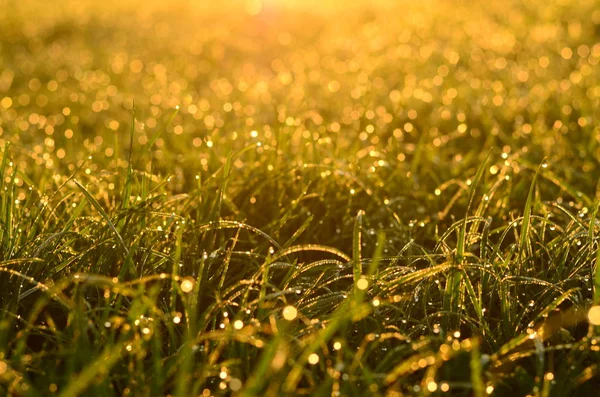 Green grass background with sun beam. Bright natural bokeh. Soft focus. Abstract nature background . — Stock Photo, Image