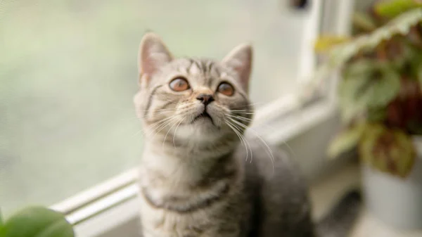 Kärleksfull Skotsk Veck Katt Med Växt Nära Fönster — Stockfoto