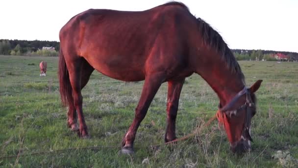 Άλογο Τρώει Γρασίδι Στο Αγροτικό Τοπίο — Αρχείο Βίντεο