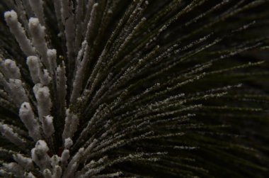 Güzel yeşil Noel ağacı Karda iğne yapıyor