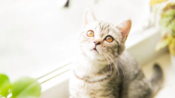 Heerlijke Schotse Vouw Kat Met Plant Buurt Venster — Stockfoto