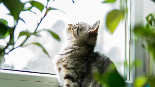 Прекрасний Шотландський Складний Кіт Рослиною Біля Вікна — стокове фото