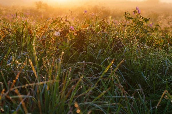 Луг по утрам с капли росы — стоковое фото