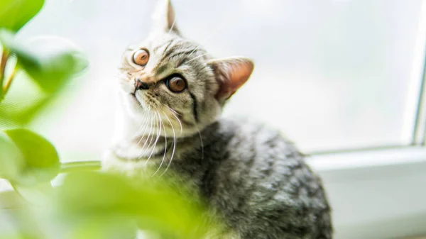 Heerlijke Schotse Vouw Kat Met Plant Buurt Venster — Stockfoto