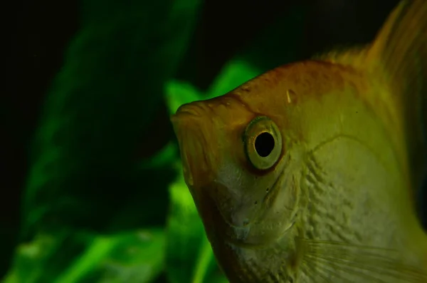 Closeup View Cute Fishes Aquarium — Stock Photo, Image