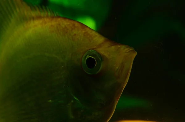 Vue Rapprochée Poissons Mignons Dans Aquarium — Photo