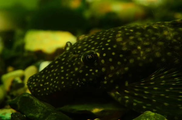 Closeup View Cute Fishes Aquarium — 图库照片