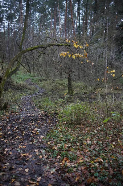 Piękny Widok Przyrodę — Zdjęcie stockowe