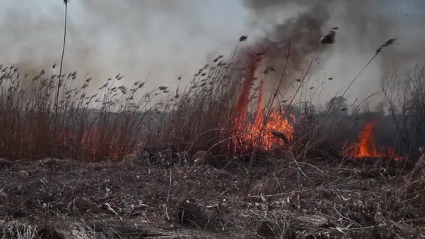 沼沢の海岸地帯リアナの火災による強い煙 乾燥した草の春の火災は危険な川の清掃フィールドによって村の家に近づく 自然災害 — ストック動画