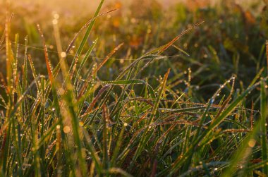 çayır Çiy damlaları ile sabah