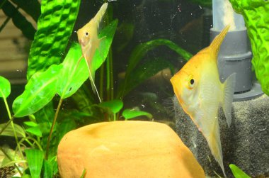 Akvaryumdaki sevimli balıkların yakın çekim görüntüsü