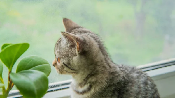 Прекрасний Шотландський Складний Кіт Рослиною Біля Вікна — стокове фото