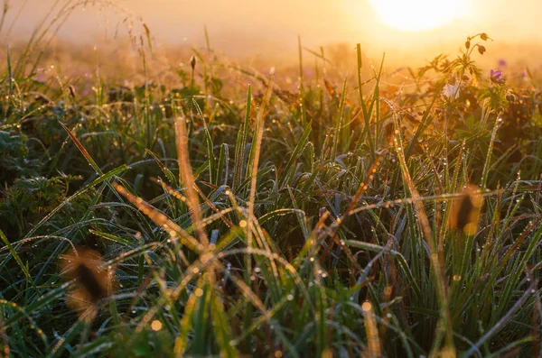 Meadow in the morning with dew drops — Stock Photo, Image