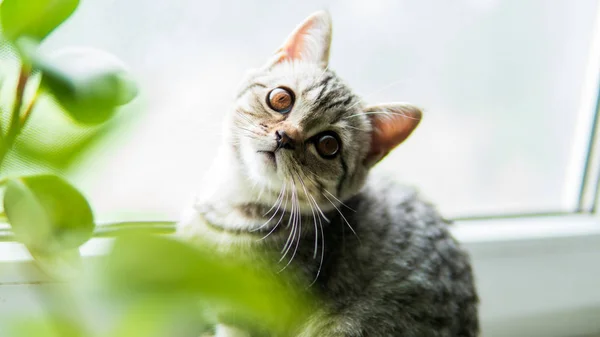 Liebenswerte Schottische Faltkatze Mit Pflanze Fenster — Stockfoto