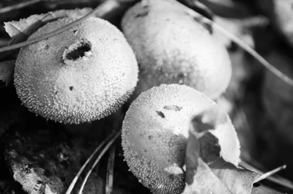 Forest. Mushrooms in the forest. Toadstools. Dangerous mushrooms. — Stock Photo, Image