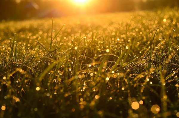 Green grass background with sun beam. Bright natural bokeh. Soft focus. Abstract nature background . — Stock Photo, Image
