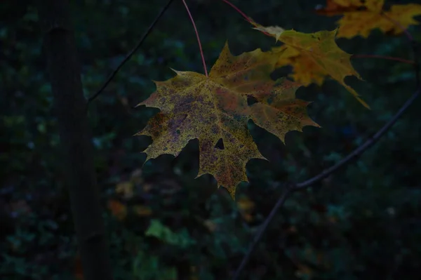 Zbliżenie Widok Jesiennych Liści — Zdjęcie stockowe