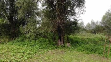 Parktaki yemyeşil bitkilerin görüntüleri.