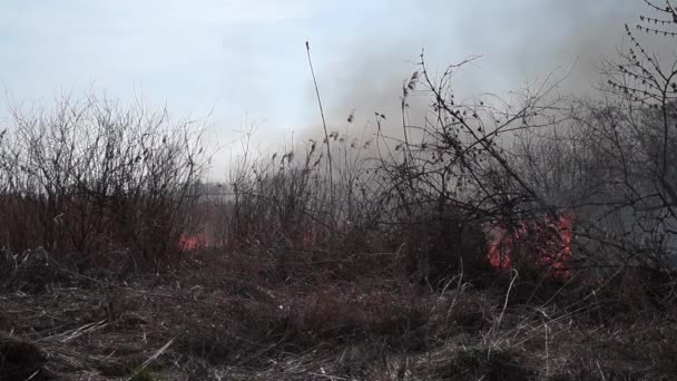 Zona Costeira Marsh Creek Forte Fumaça Fogo Liana Overgrowth Fogos — Vídeo de Stock