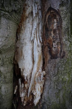 Ağaç gövdesinin yakın görüntüsü