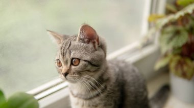 Pencerenin yanında bitkisi olan sevimli İskoç kedisi   