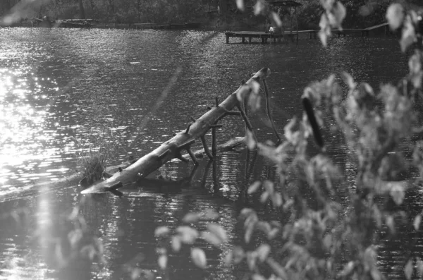 Winter view over lake with thin blue ice to opposite bank. Dry old stalks of grass and reeds on the bank, dark blue and green needles tree, naked leaves tree. Black and white photo. — Stock Photo, Image