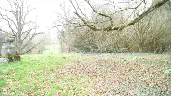 Schöne Aussicht Auf Den Park — Stockfoto