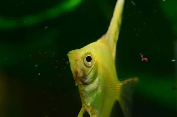 Красочные Рыбы Аквариуме — стоковое фото