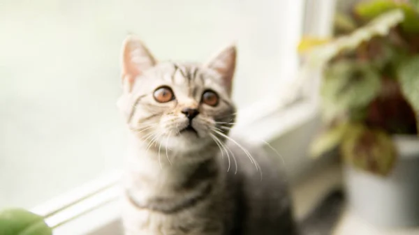 Liebenswerte Schottische Faltkatze Mit Pflanze Fenster — Stockfoto