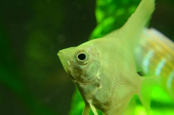 Closeup View Cute Fishes Aquarium — 图库照片