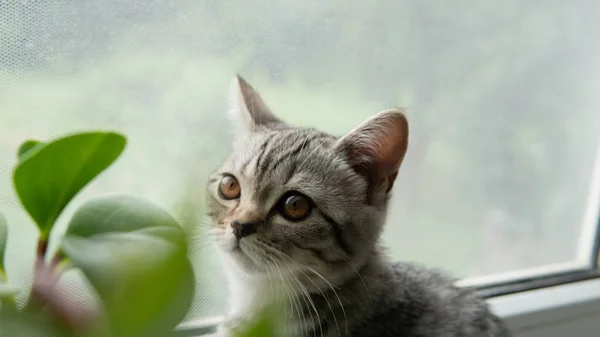 Heerlijke Schotse Vouw Kat Met Plant Buurt Venster — Stockfoto