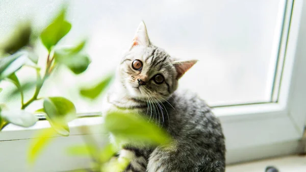 Krásná Skotská Skládací Kočka Rostlinou Blízkosti Okna — Stock fotografie