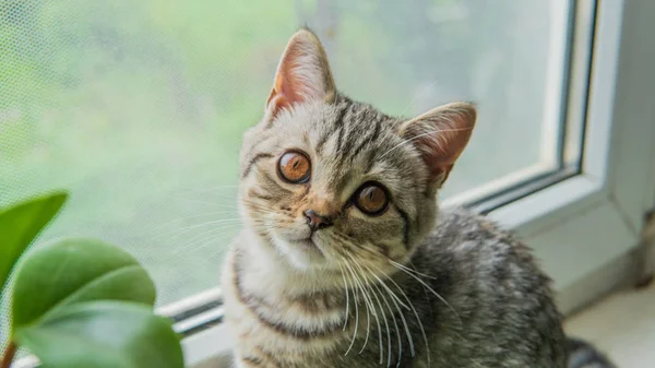 Lovable scottish fold cat with plant near window