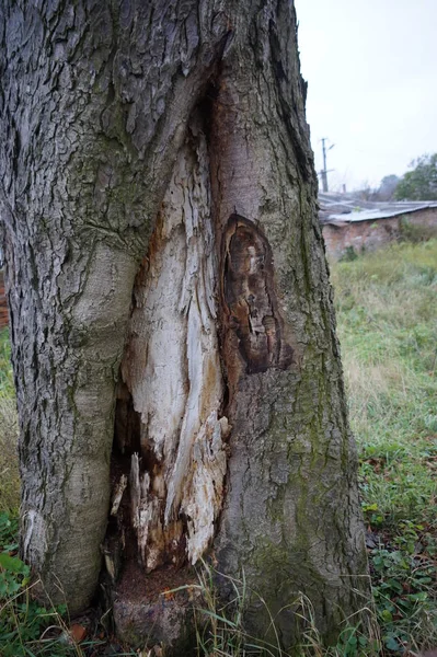 Widok Bliska Pień Drzewa — Zdjęcie stockowe