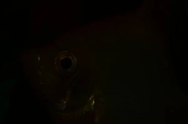 Вид Крупным Планом Симпатичных Рыб Аквариуме — стоковое фото