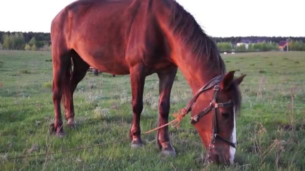 Cavallo Che Mangia Erba Nel Paesaggio Rurale — Video Stock