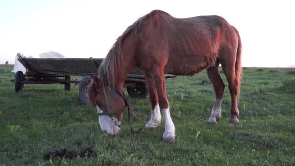 Cheval manger de l'herbe dans le paysage rural .