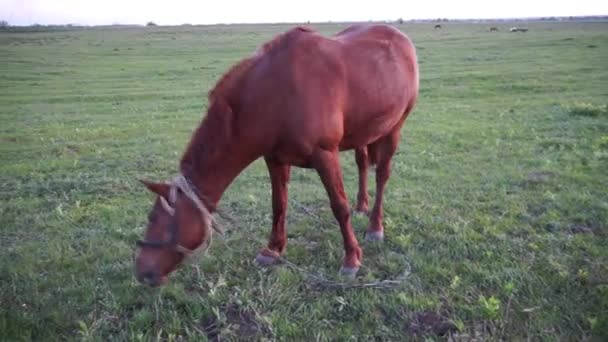 Άλογο Τρώει Γρασίδι Στο Αγροτικό Τοπίο — Αρχείο Βίντεο
