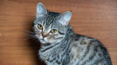 kedi sevimli hayvan hayvan komik,