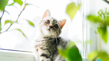 Pencerenin yanında bitkisi olan sevimli İskoç kedisi   
