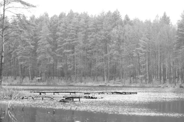 Vista de inverno sobre lago com gelo azul fino para margem oposta. Seque talos velhos de grama e juncos no banco, azul escuro e verde agulhas árvore, folhas nuas árvore. Foto em preto e branco . — Fotografia de Stock