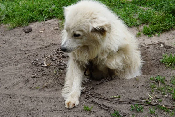 Cão pastor branco de perto — Fotografia de Stock