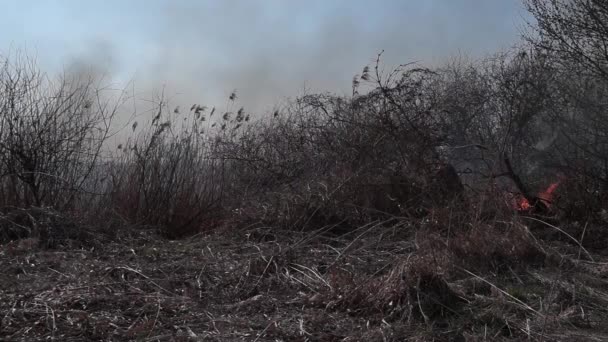 Zona Costeira Marsh Creek Forte Fumaça Fogo Liana Overgrowth Fogos — Vídeo de Stock