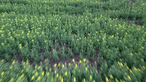Veduta aerea del campo di fiori di colza primaverile fioritura bellissimo campo di fiori di colza giallo in giorno di primavera, bellissimo paesaggio primaverile 4k drone metraggio — Foto Stock